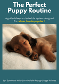 The Perfect Puppy Routine