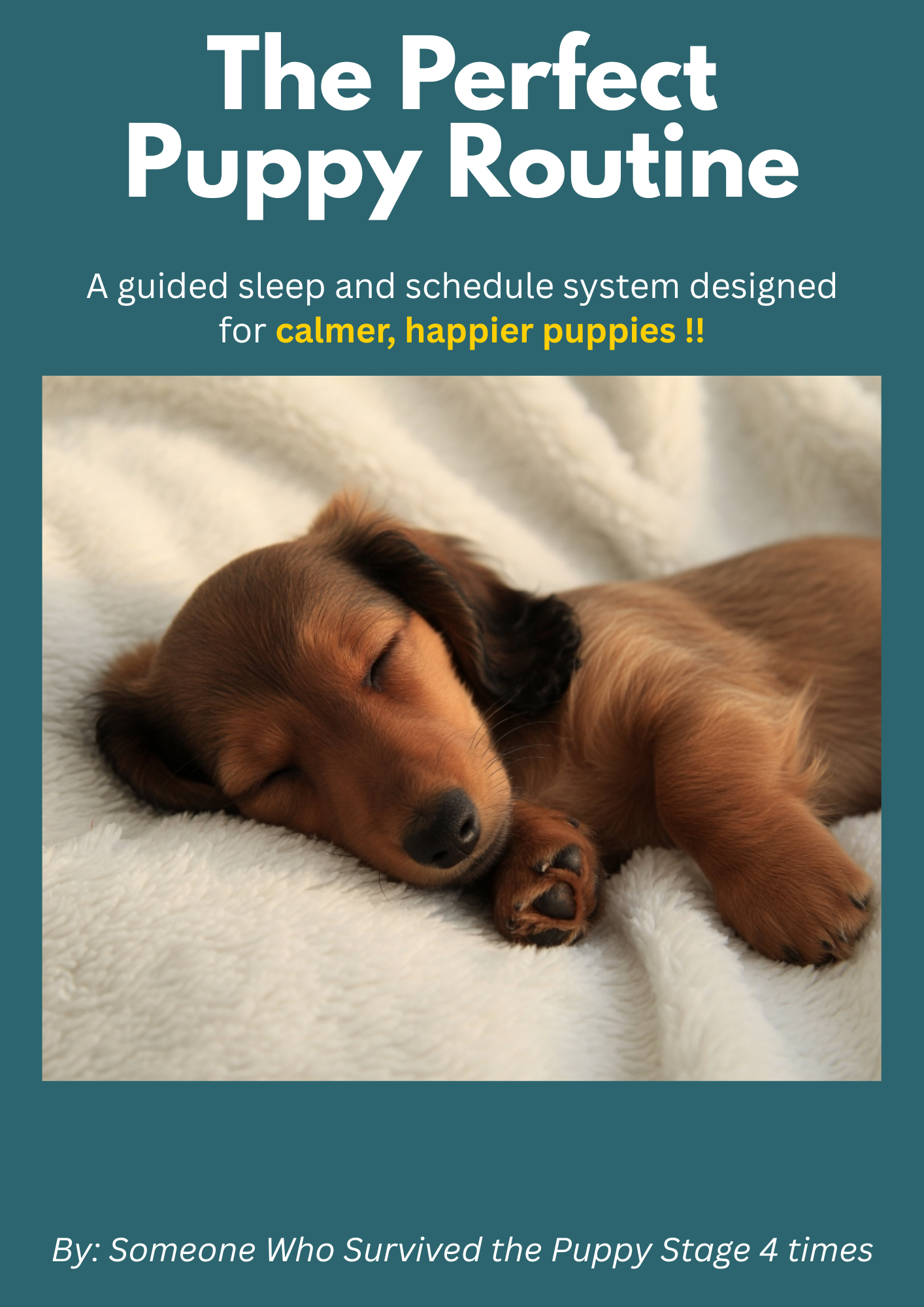 The Perfect Puppy Routine